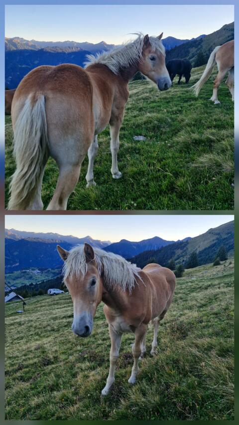 Haflinger Hengstfohlen