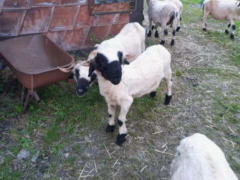 2x Walliser Schwarznasen
