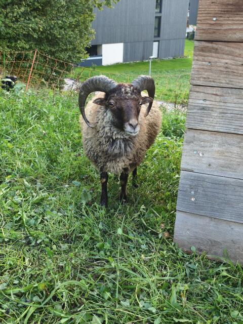 Widder Zwergschaf sucht ein neues Zuhause