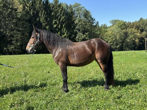 Hanna-Romy, Noriker Stute