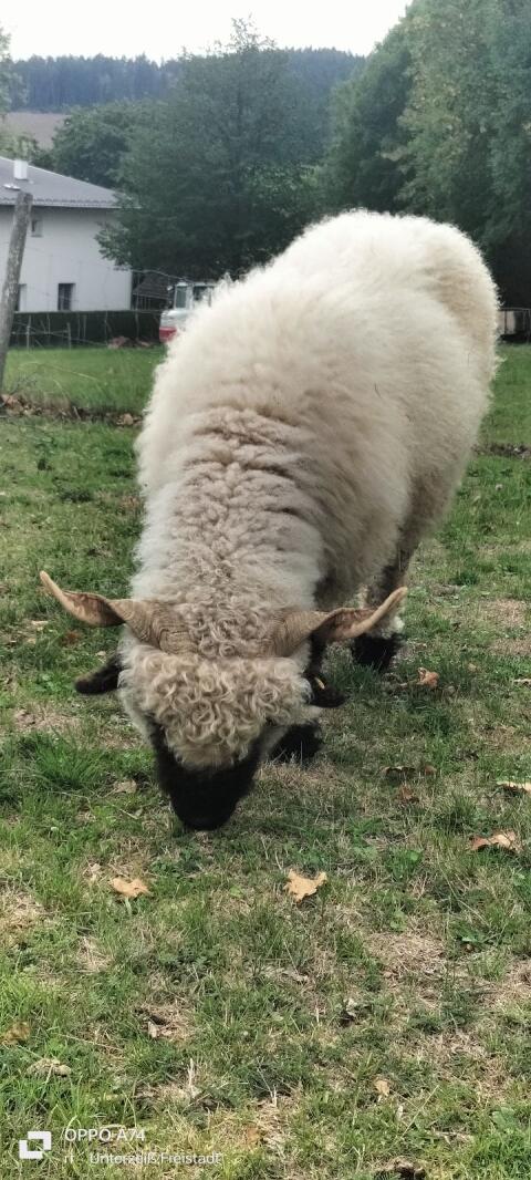 Walliser Schwarznasen