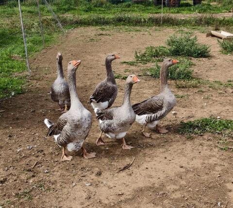 Gänse