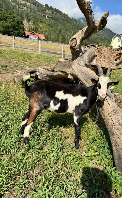 Tauernschecken-Bock