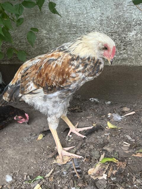 Mix-Hahn, Hahn, Huhn, Henne, Hühner, Küken