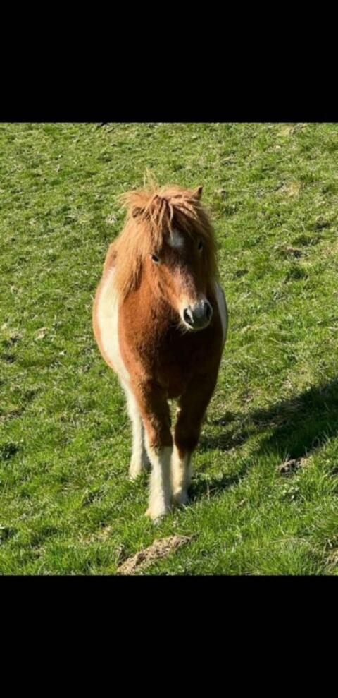 Pony