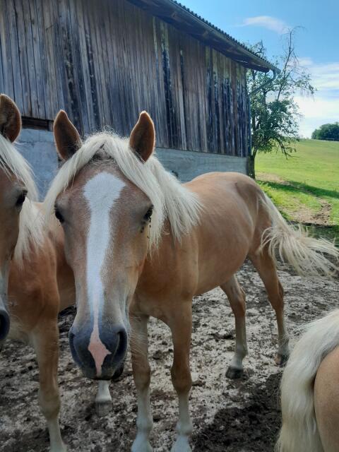 Verkaufe zweieinhalbjährigen Haflinger-Wallach