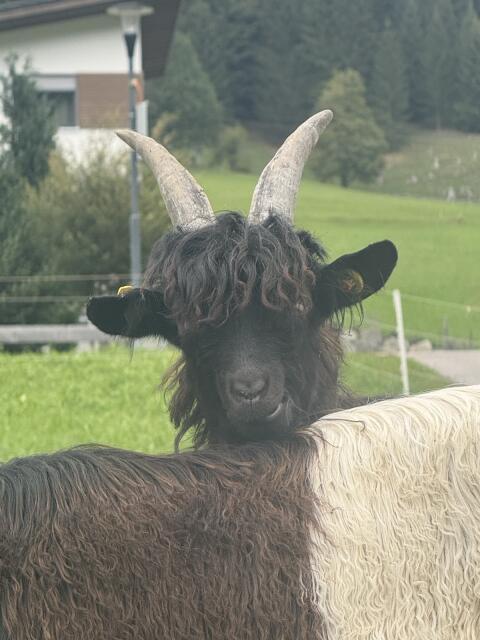 Walliser Schwarzhalsziegenböcke