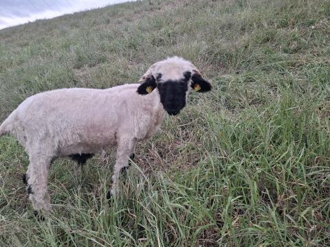 Walliser Widder