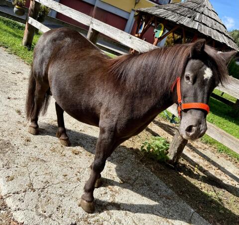 Shetlandpony zu verkaufen