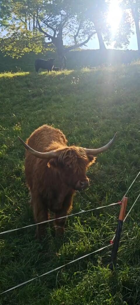 Hochlandrind-Ochse Ferdinand
