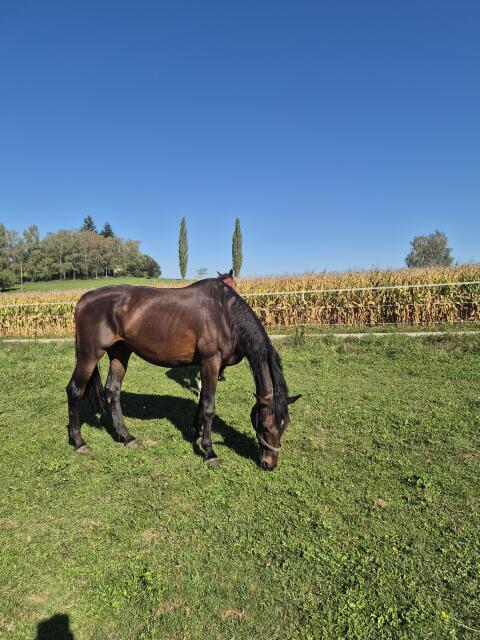 Warmblut-Zuchtstute
