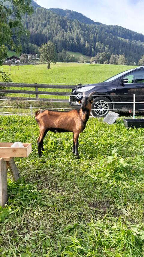 Gemsfarbiger Gebirgsziegenbock