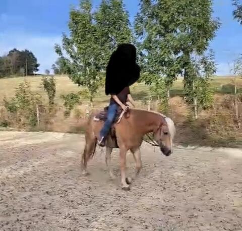 Haflinger Wallach Western Freizeit