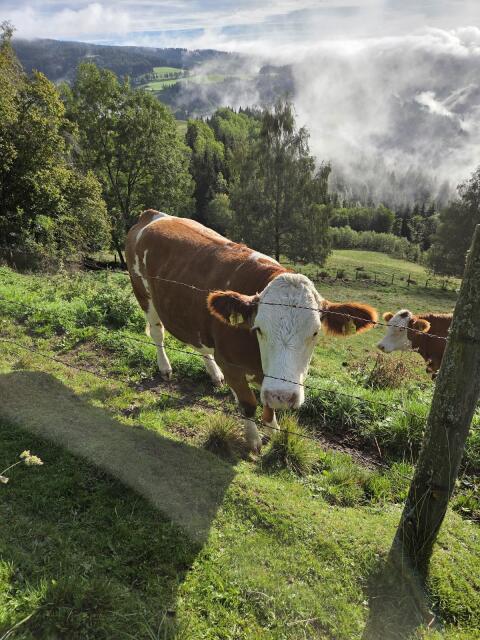 Fleckviehkalbin, trächtig