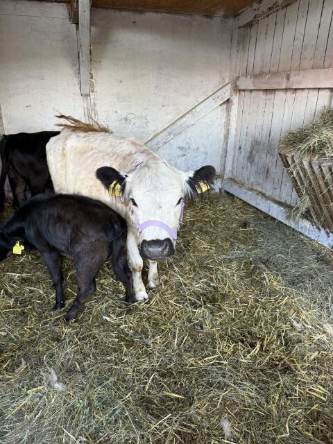 Mini Galloway