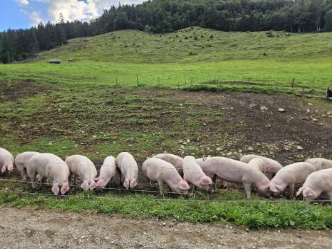 Mastschweine