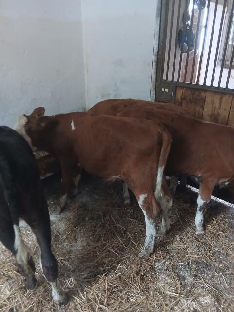Weibl. FV-Fresser
