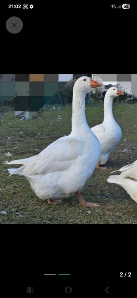 Gänse