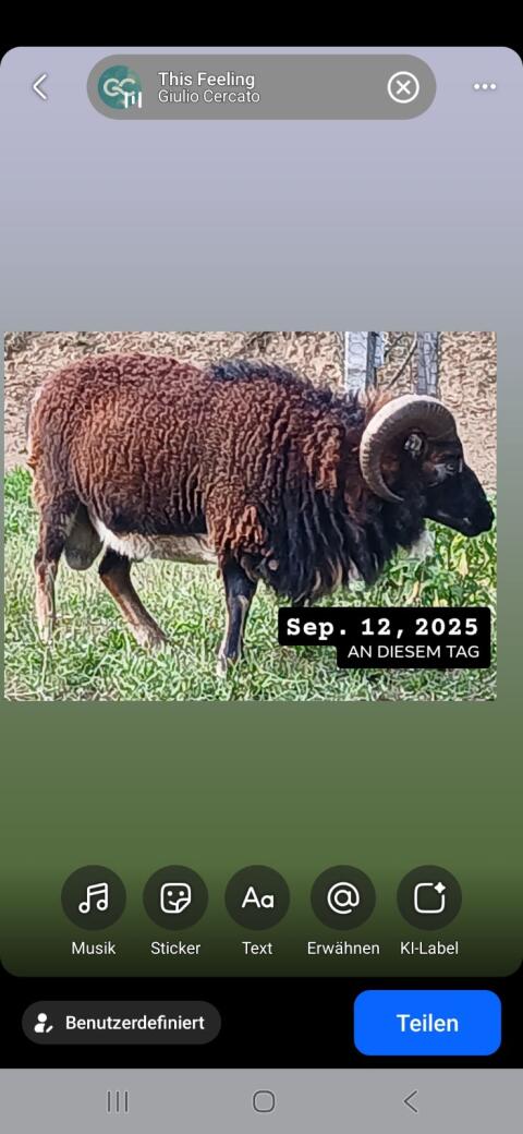 Soay-Schafe