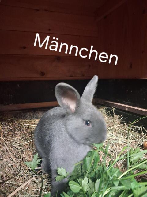 Blaue Wiener Kaninchen