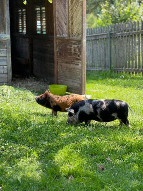 Kune Kune