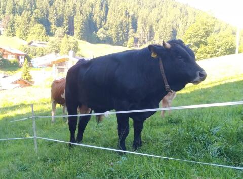 Bio-Stier