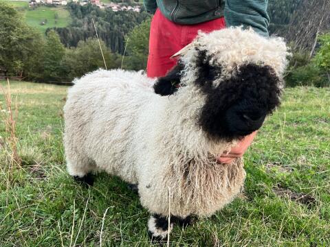 Walliser Schwarznasen-Widder Bio