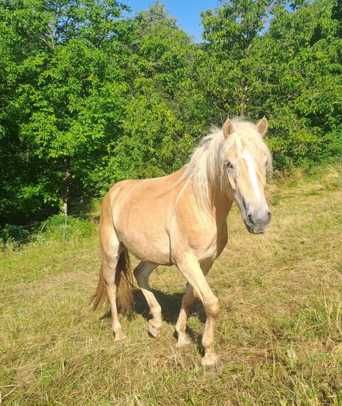 Haflinger-Stute, roh