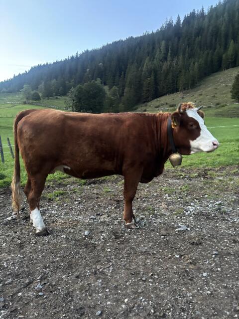 Fleckvieh x Limousin Kalbin trächtig