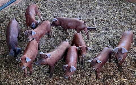 Reinrassige Duroc-Ferkel