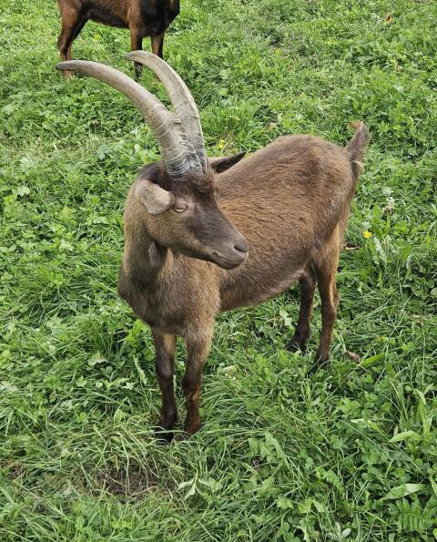 Aosta Goassl