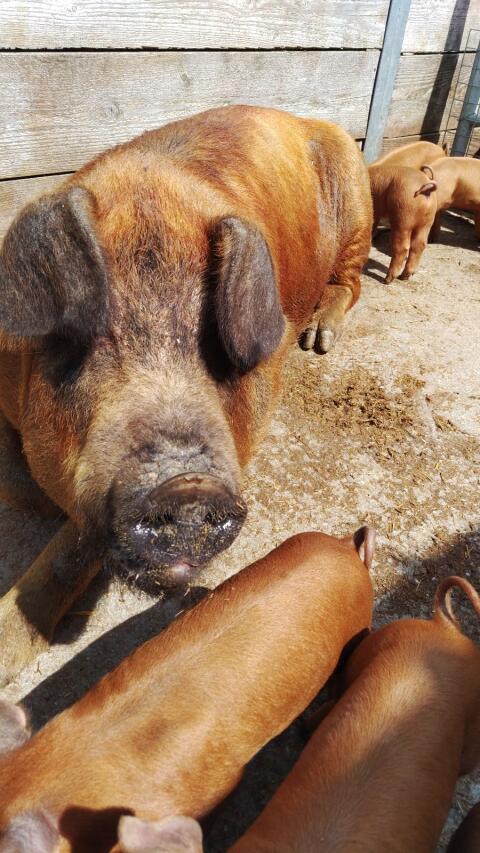Bio-Duroc-Ferkel