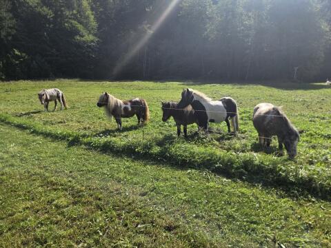 Mehrere Pony-Stuten zu verkaufen