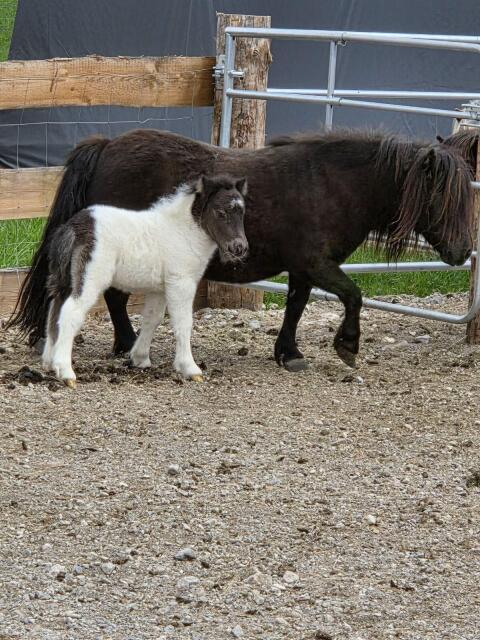 Minishetlandpony-Fohlen