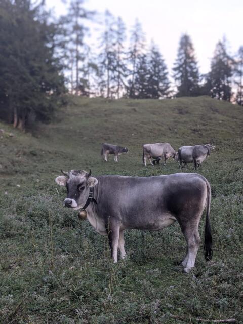 Tiroler Grauvieh Kalbin