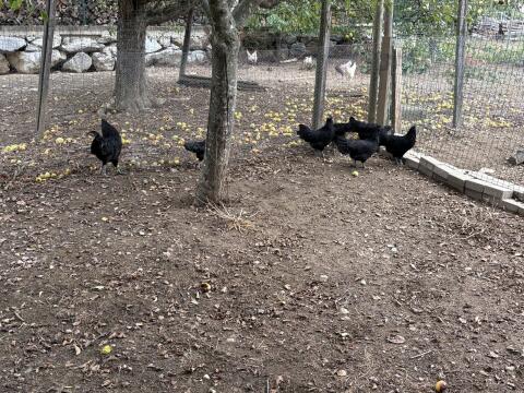Ayam Cemani Bruteier