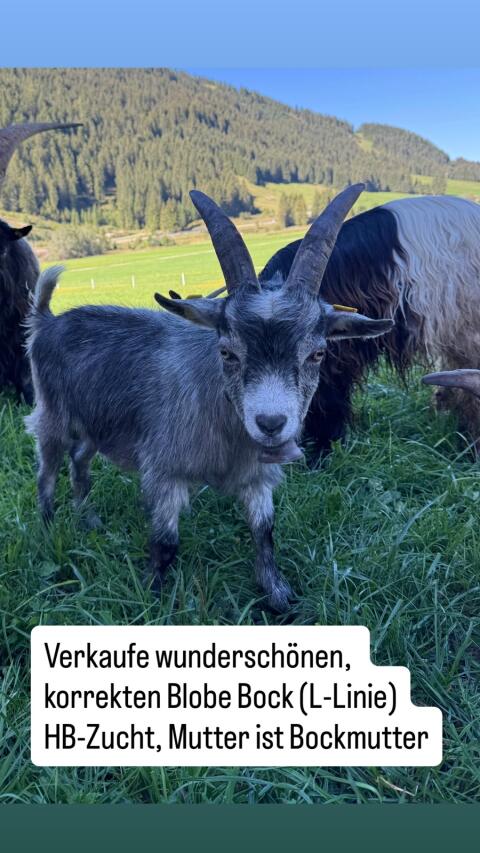Blobe Ziegenbock, geb. 2026