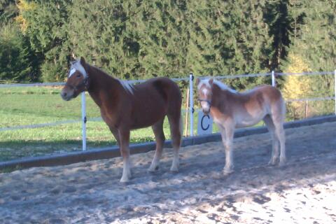Einstellplätze für 2 Ponys oder Kleinpferde im Aktivstall