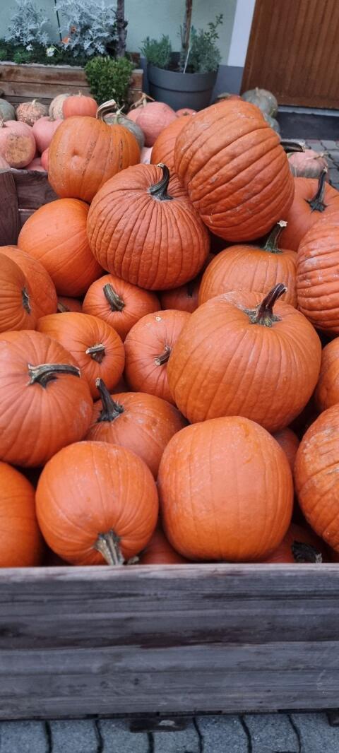 Kürbisse für Halloween