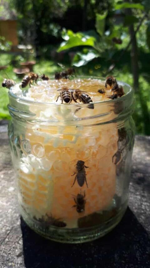 Unikat Naturbau-Wabenhonig im Glas