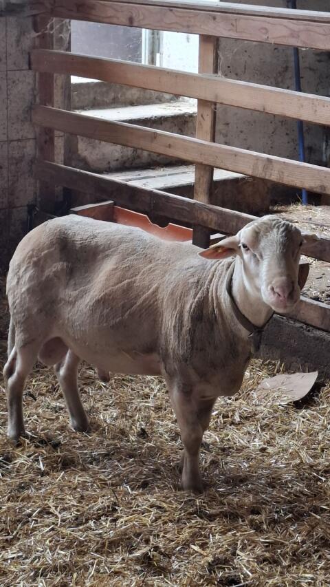 Verkaufe BIO Lacon Bock, 5-6 Jahre alt