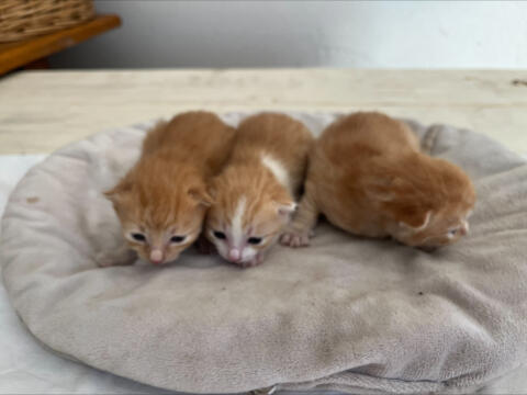 Katzenbabys