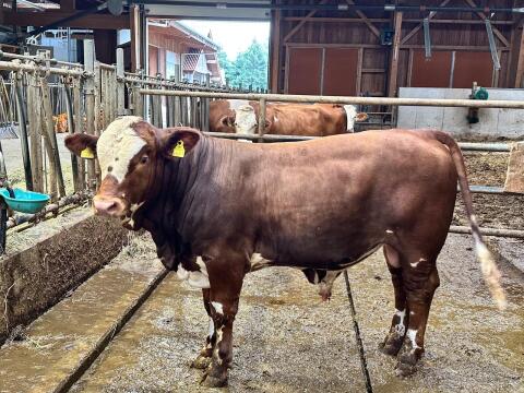 Beefmaster x Fleckvieh Bio