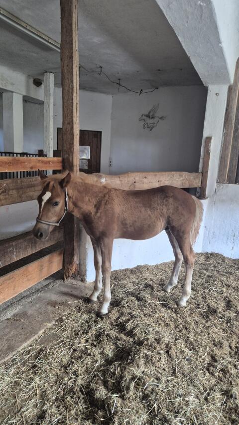 Haflinger Hengstfohlen