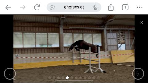 Springpferd der Extraklasse, österr. Warmblut