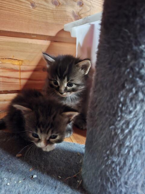 Deutsche Langhaar Babykatzen
