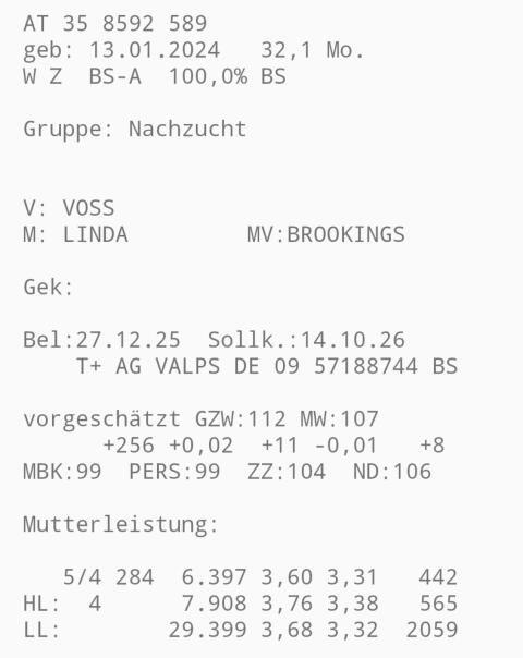 Verkaufe hochträchtiges Rind