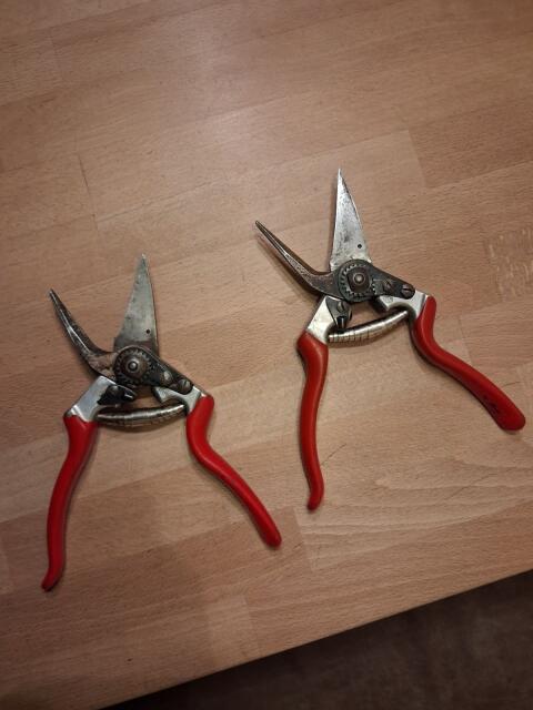 Klauenscheren Schafe Felco 51