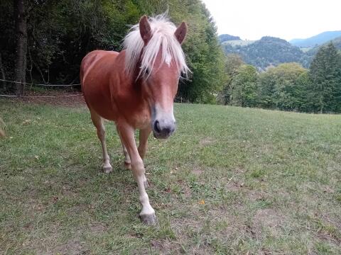 Tetris vom Kiragrund, Haflinger Stute