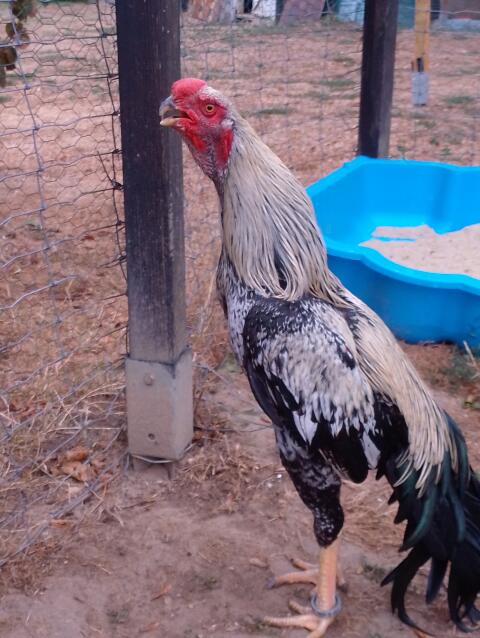 Parrot Beak Aseel Bruteier und Jungtiere